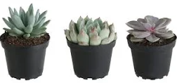 6" Echeveria Assorted