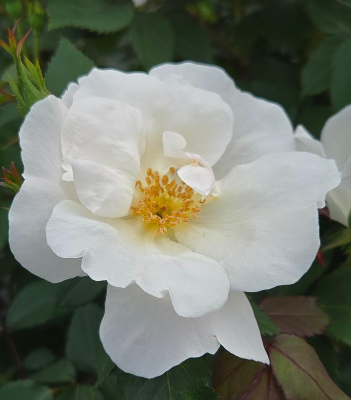 2G Rose Bush - Rosa 'White Knock Out' - 1007451