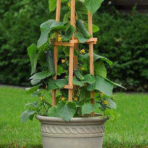 1G Cucumber 'Patio Snacker' - 1006681