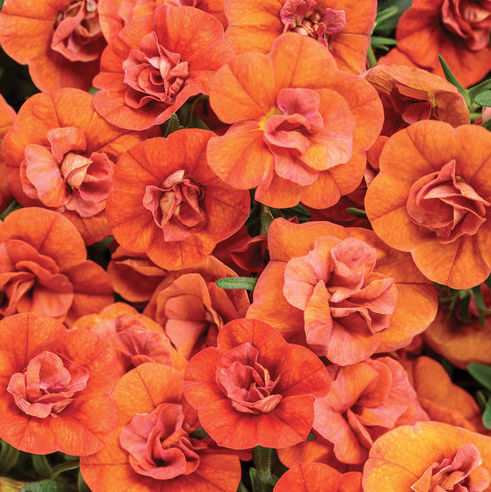 4.25" Fall Calibrachoa Superbells Double Orange
