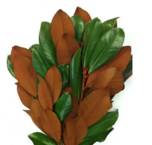 Green Magnolia Leaf Bunches