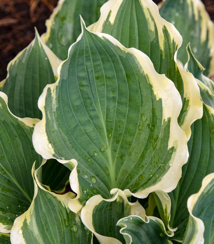2G Hosta Hybrid Shadowland 'Hope Springs Eternal' - 1014340