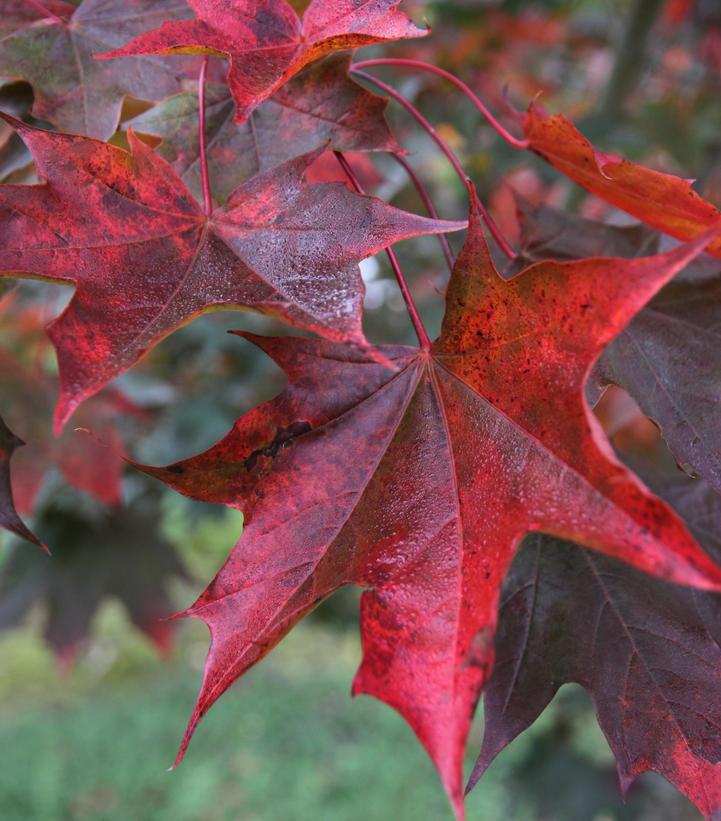 7G Acer platanoides x truncatum 'Crimson Sunset' ('JFS-KW202') Crimson Sunset® Maple: Patent PP21,838