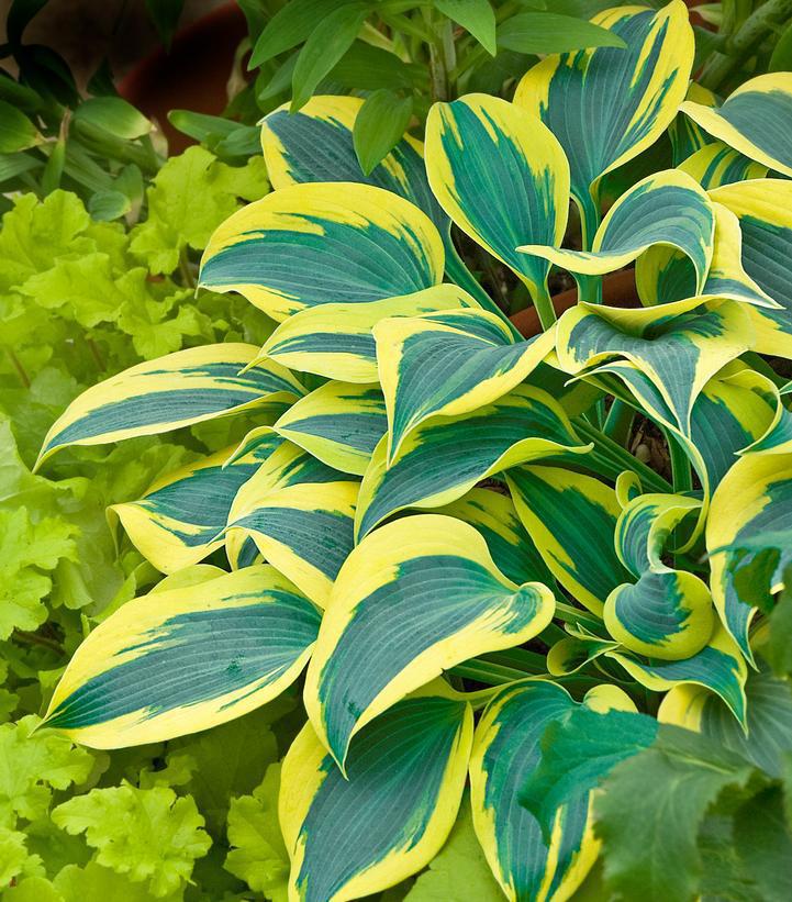 1G Hosta hybrid Shadowland® 'Autumn Frost' Shadowland® Autumn Frost Hosta 1006612
