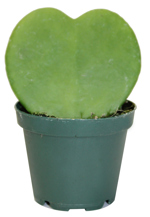 2" Hoya Kerrii Heart - T5653