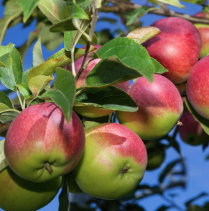 5G Apple Tree - Mcintosh - 5045