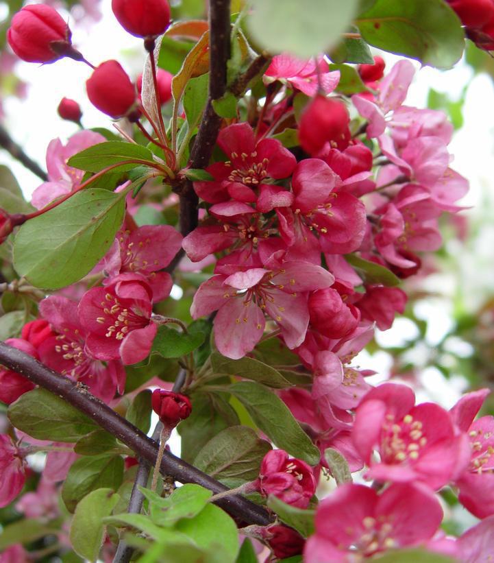 7G Malus Adams Adams Crabapple 1003002