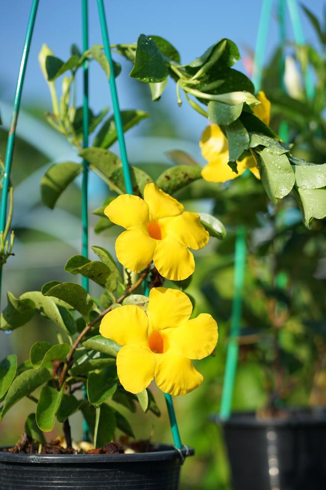 11" HB Mandevilla - Sunparasol - Original Sunbeam Hanging Basket