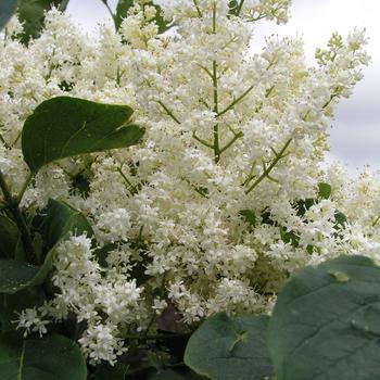 10G Syringa Reticulata Ivory Silk - Tree Form (Japanese Tree) Ivory Silk Tree Lilac