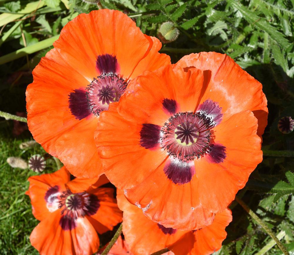 Quart Perennial Papaver Orientale(Oriental Poppy) Full Sun