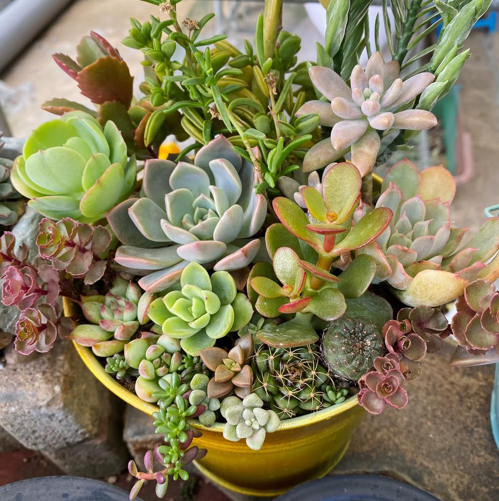 Mobius Succulent Planter
