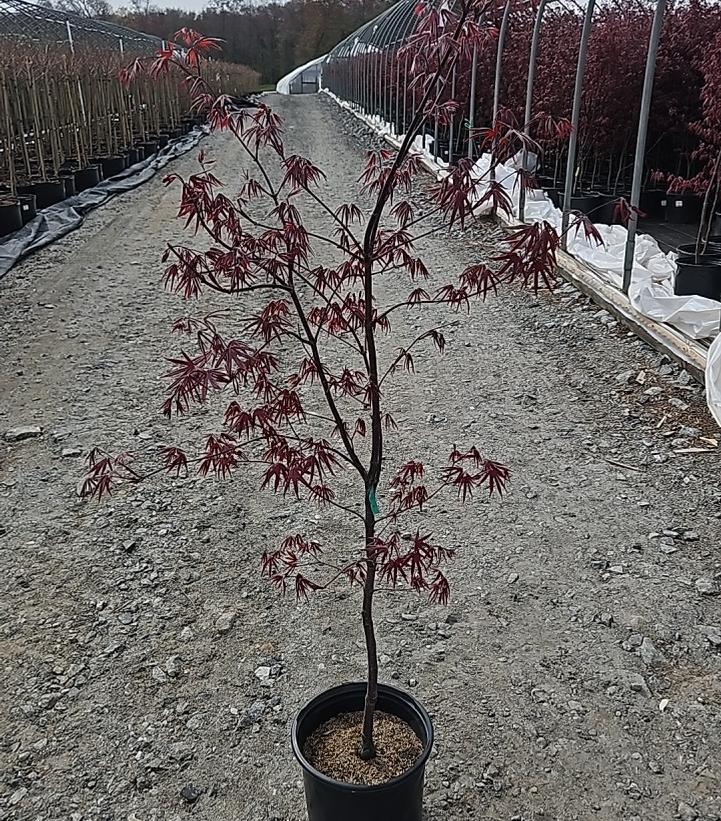 25G Acer Palmatum 'Bloodgood' - Japanese Maple - 1020821