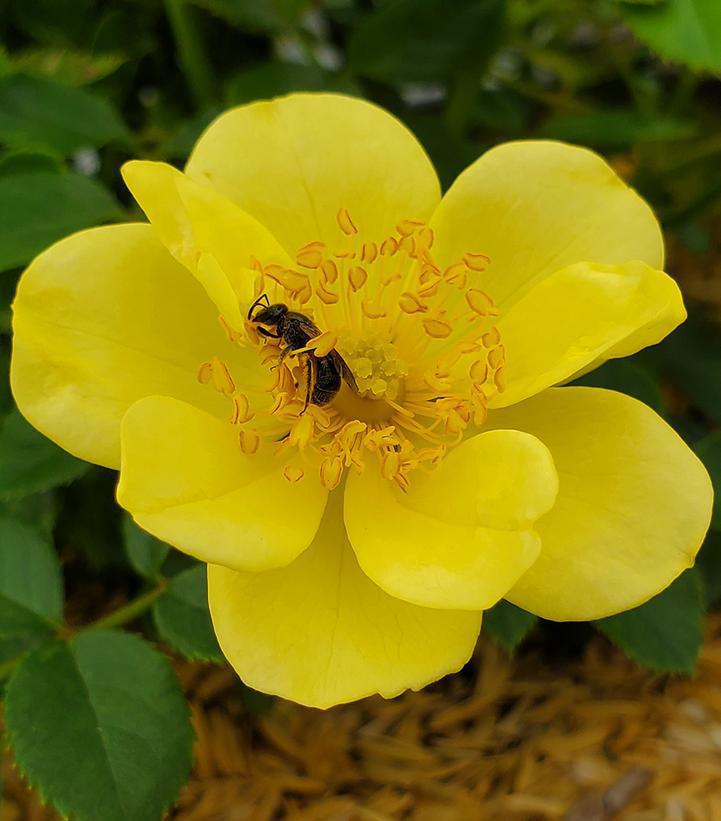 3G Rosa x Oso Easy 'Lemon Zest' ('Chewhocan') Oso Easy Lemon Zest® Rosa: Patent PP26,914