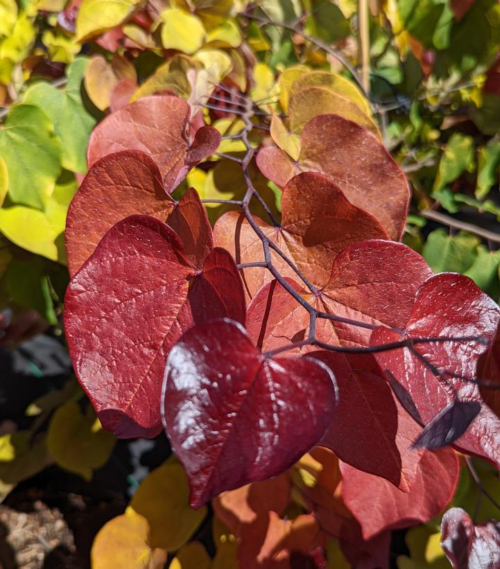 7G Cercis Canadensis 'Flame Thrower' - Eastern Redbud - 1012791