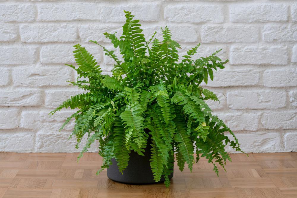 4" Fern Nephrolephis Exalta Boston