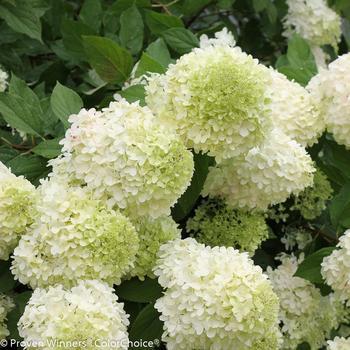 10G Hydrangea Pan Limelight Treeform Panicled ('SMNHPH')1004255