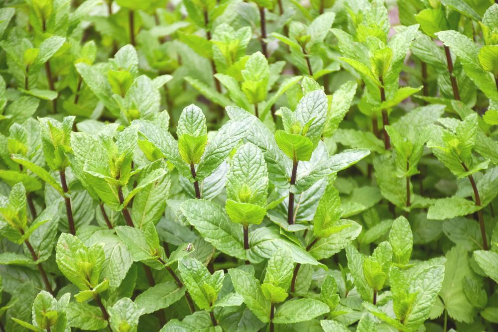 4" Herb - Spearmint