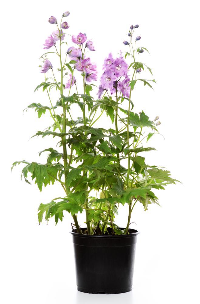 2G Digitalis (Foxglove) Perennial