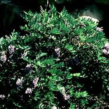 2G Wisteria Fruit 'Amethyst Falls' AB 1003913