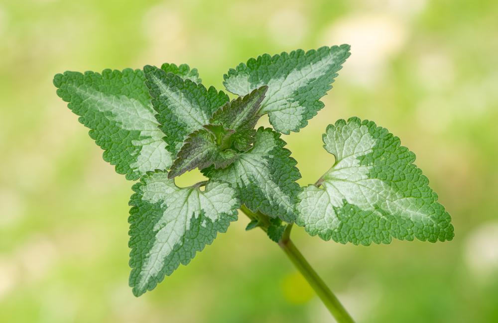 Quart Perennial Lamium (Dead Nettle) Shade/Part Shade