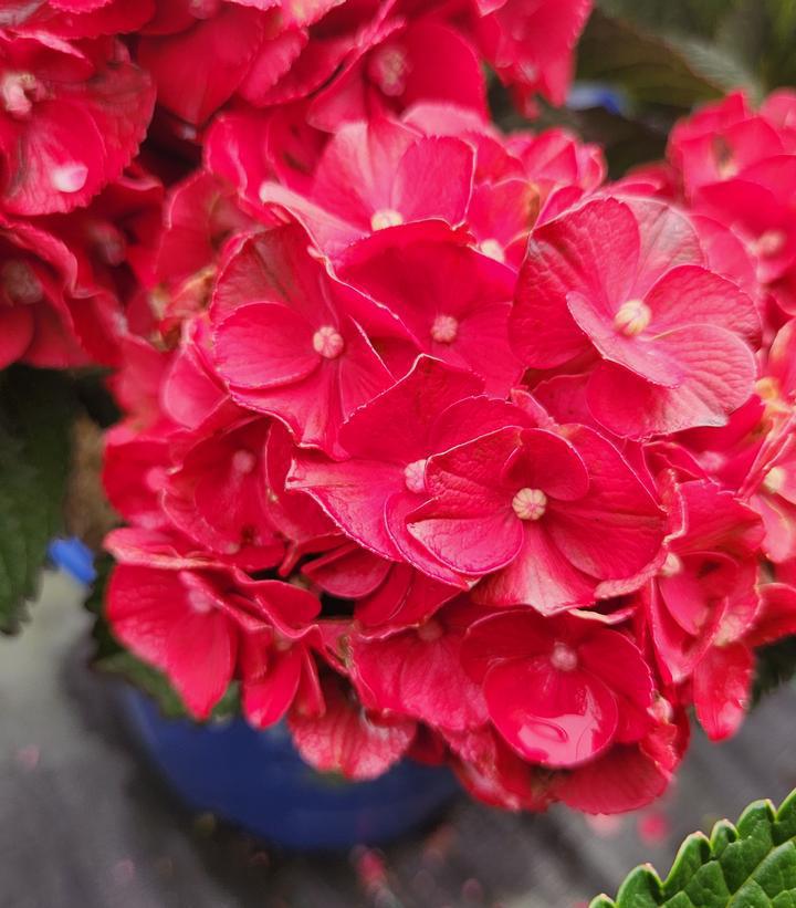 2G Hydrangea Macrophylla 'Cherry Go Round' - Bigleaf - 1020566