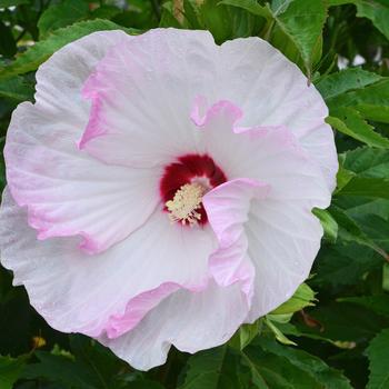 3G HIBISCUS SUMMERIFIC `BALLET SLIPPERS` (Rose Mallow) 1009469