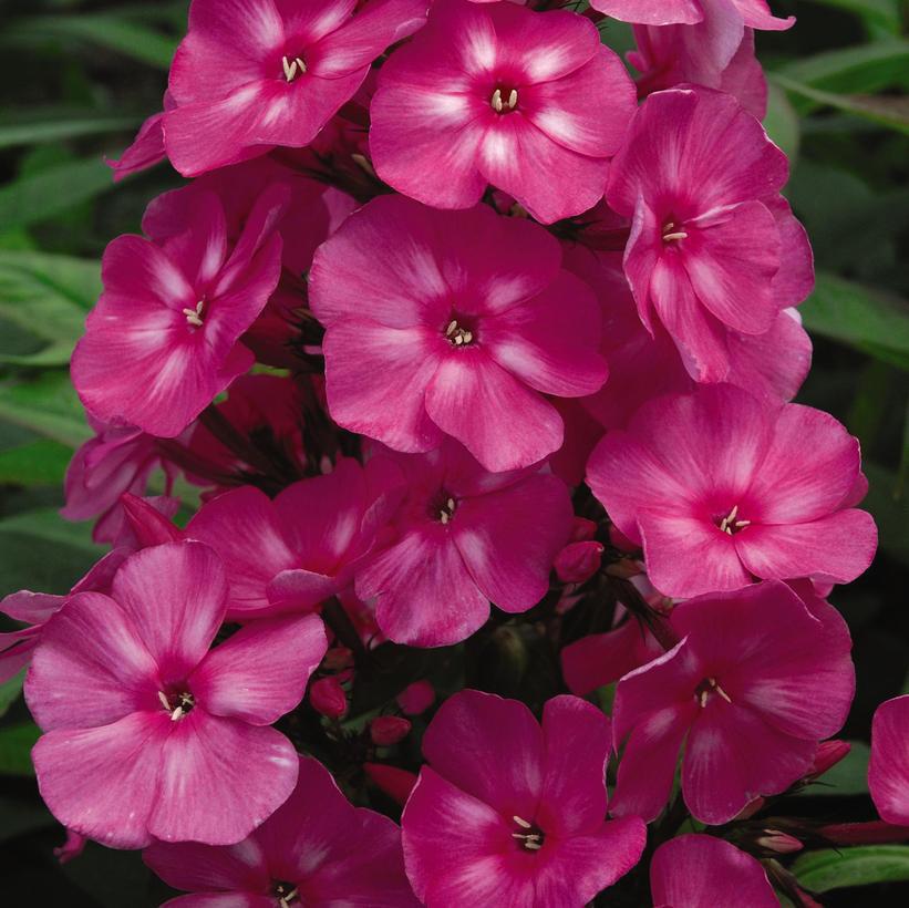 8" Phlox Paniculata Bubblegum Pink - Garden Phlox - 1009848