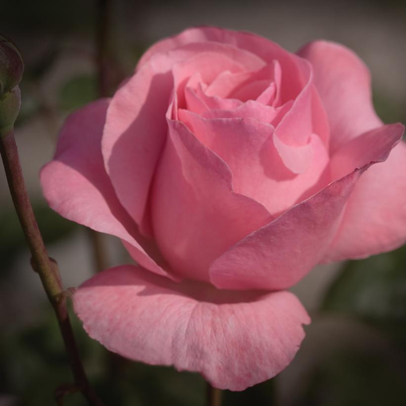3G Rosa Queen Elizabeth - Pink Grandiflora Rose Bush - 1002677