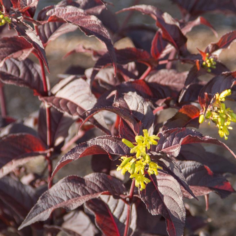 3G Diervilla Splendens Nightglow - 1009704
