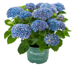 17 CM Hydrangea Multi Magical Blue - G2602