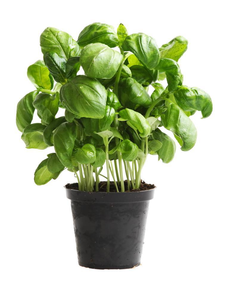 4" Herb - Basil Sweet Genovese