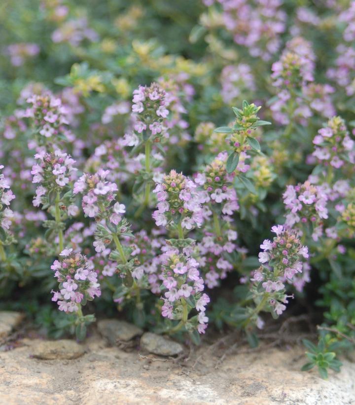 3" Thymus Praecox 'Pink Chintz' - Pink Creeping Thyme - 1002602