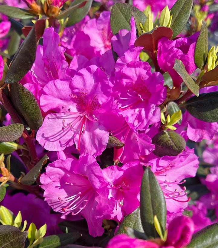 3G Rhododendron X 'Black Hat' - 1011024