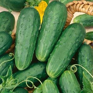 1G Cucumber 'Homemade Pickles' - 1013903