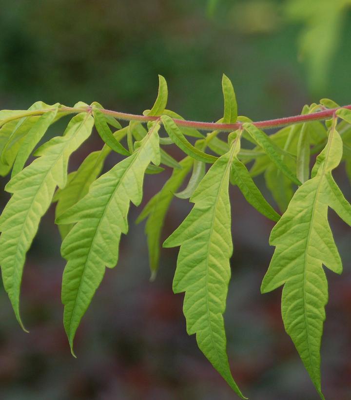 3G Rhus Typhina 'Tiger Eyes' - Sumac - 1005846