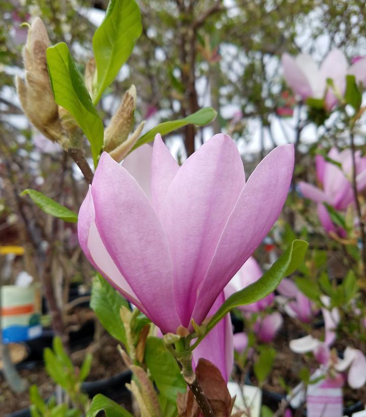 7G Magnolia Liliflora Jane 1003124