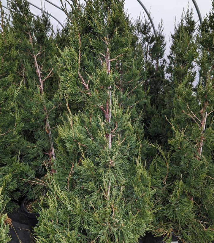 3G Juniperus Chinensis `Hetzii Columnaris' - Juniper Tree - 1001708