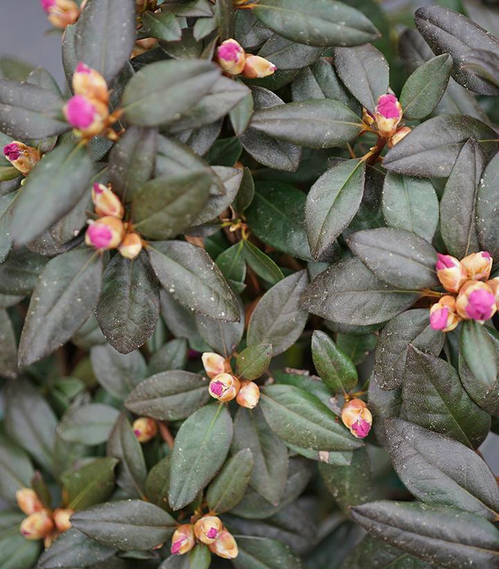 3G Rhododendron X 'Black Hat' - 1011024