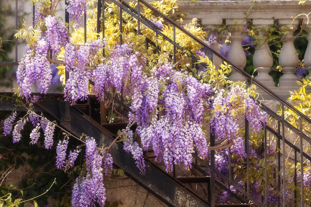 2G Wisteria macro. 'Summer Cascade' Summer Cascade™ Wisteria 1006485