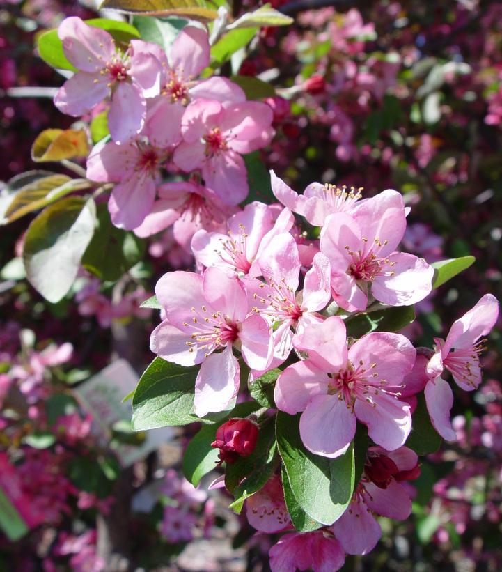 7G Malus Adams Adams Crabapple 1003002