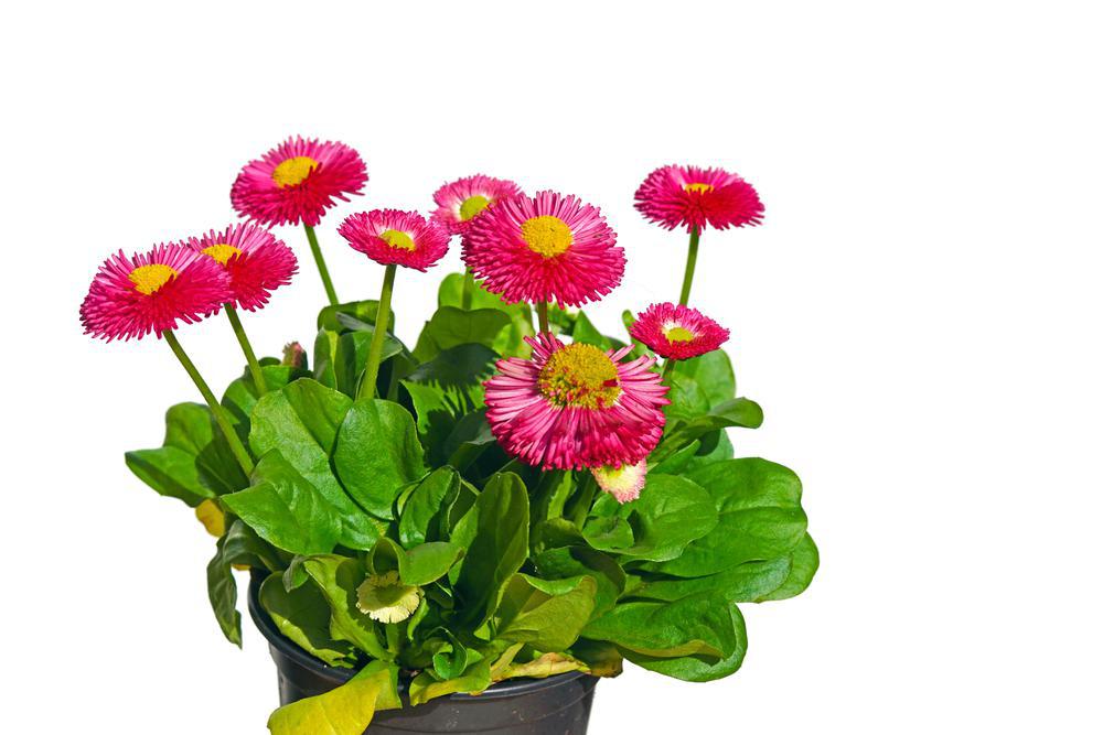 Quart Perennial Bellis (English Daisy) Sun/Part Shade