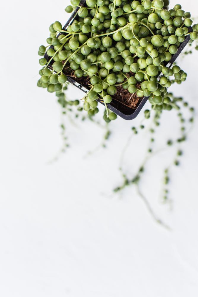 3.5" Senecio String of Pearls