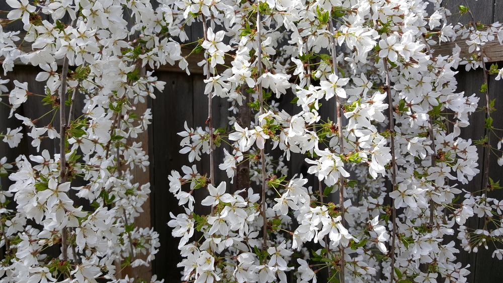 15G Prunus X 'Snow Fountain' Weeping Cherry ('Snofozam') 1000405