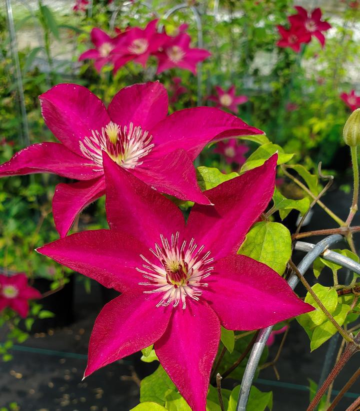 8" Clematis 'Tekla' - 1015032
