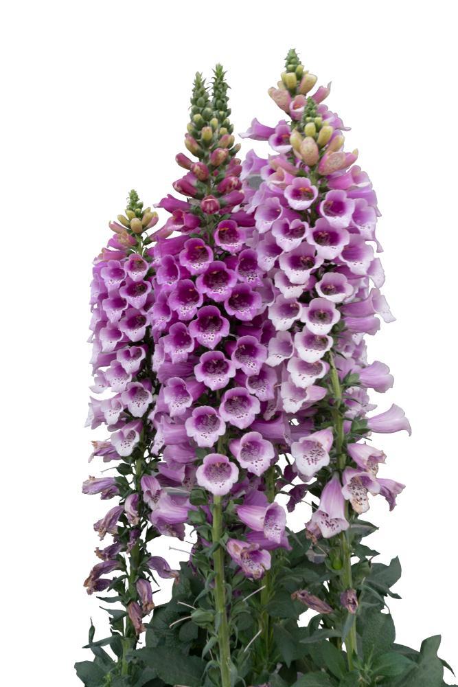 2G Digitalis (Foxglove) Perennial