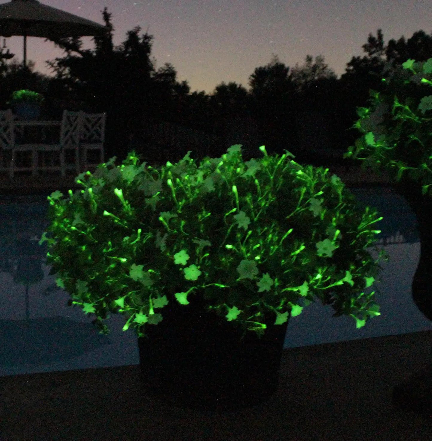 4.25 " Petunia - Firefly (The Worlds first glow in the dark plant!)