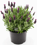 6" Lavenduer Anouk Topiary - F1746