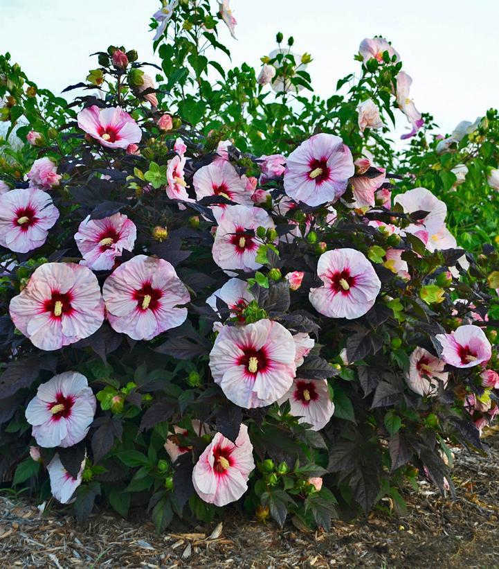 3G Hibiscus Summerific 'Perfect Storm' - Rose Mallo - 1008653