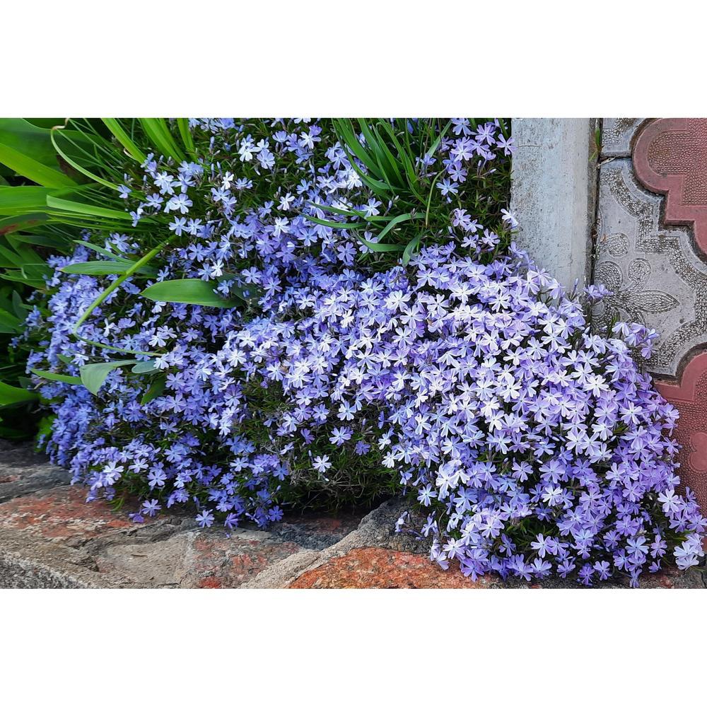 Quart Perennial Phlox Subulata Blue Full Sun