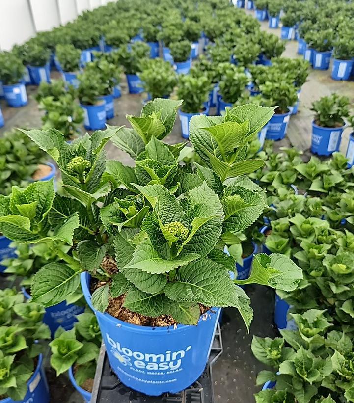 2G Hydrangea Macrophylla 'Cherry Go Round' - Bigleaf - 1020566